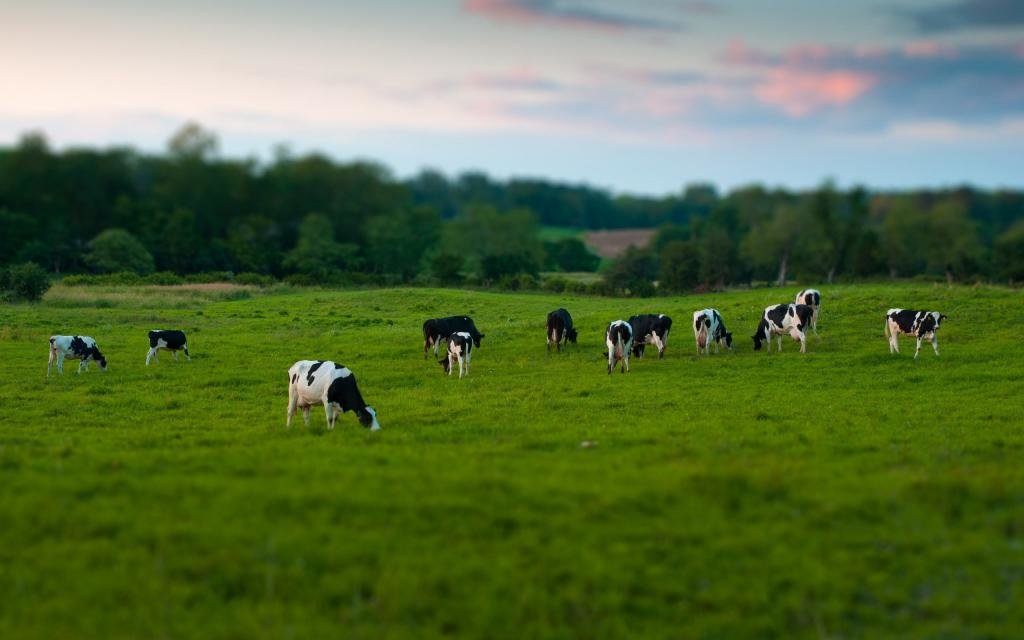 поле с коровами