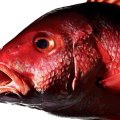 Рыбий жир в капсулах: состав, применение, польза и вред